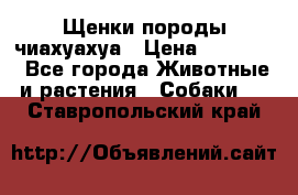 Щенки породы чиахуахуа › Цена ­ 12 000 - Все города Животные и растения » Собаки   . Ставропольский край